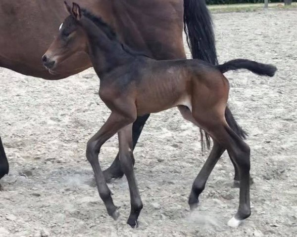 Pferd Casanova du Soleil (Holsteiner, 2018, von Casall Ask)