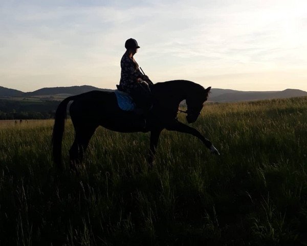 horse Rapunzel (Hessian Warmblood, 2006, from Epernay)