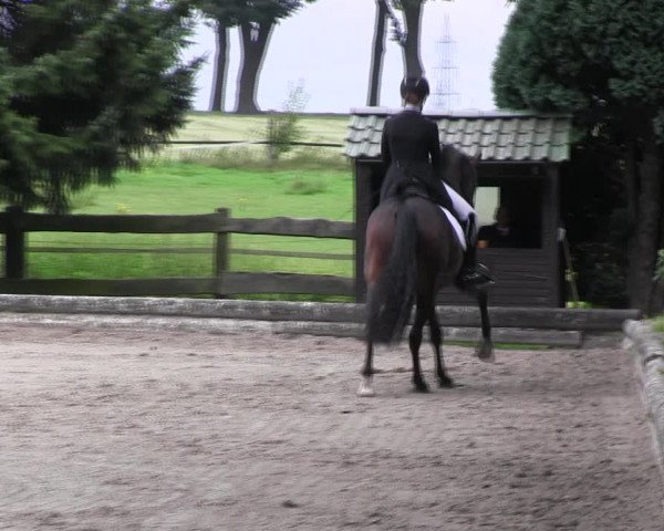 Reitturnier Datteln 2017