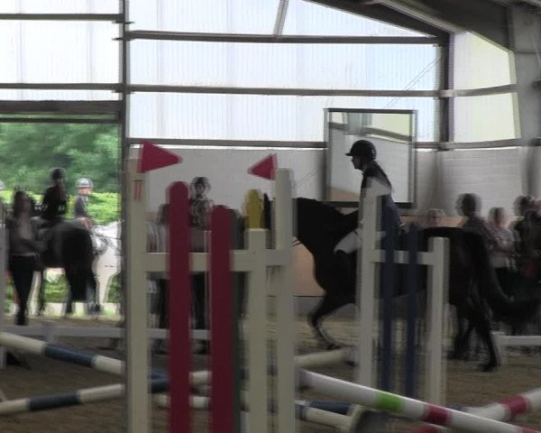 Reitturnier Datteln 2017