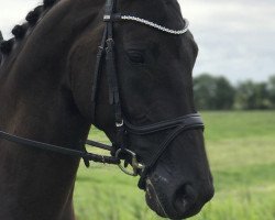 dressage horse Dolce Vita 213 (Hanoverian, 2011, from Don Crusador)