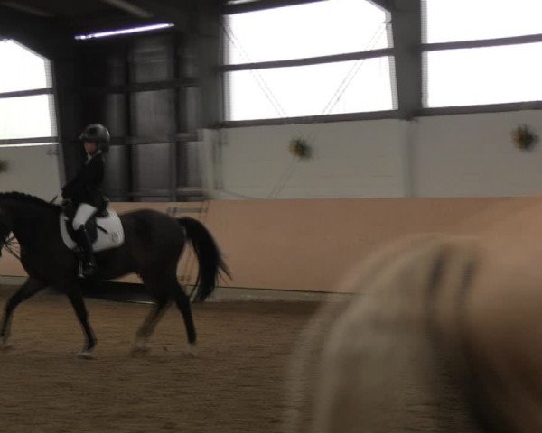 Reitturnier Datteln 2017