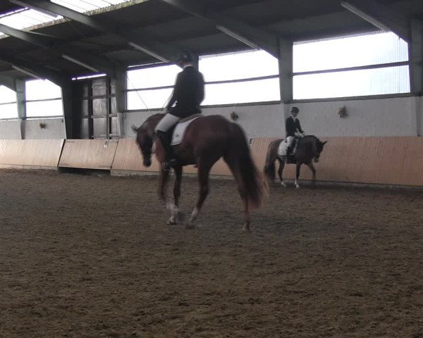 Reitturnier Datteln 2017
