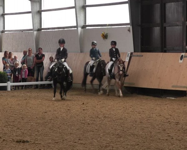 Reitturnier Datteln 2017