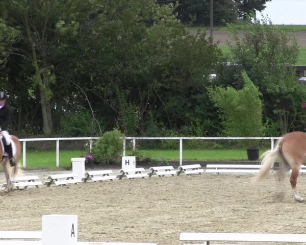 Reitturnier Menden 2017