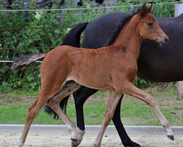 broodmare Altenklosterhof's Dà Joliee (German Riding Pony, 2018, from D-Power AT)