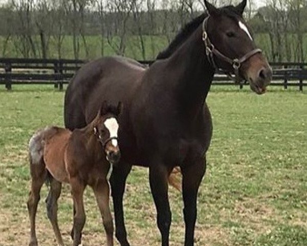 Pferd Hengst von California Chrome xx (Englisches Vollblut, 2018, von California Chrome xx)