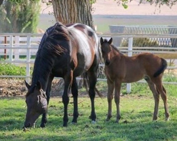 Pferd Hengst von California Chrome xx (Englisches Vollblut, 2018, von California Chrome xx)