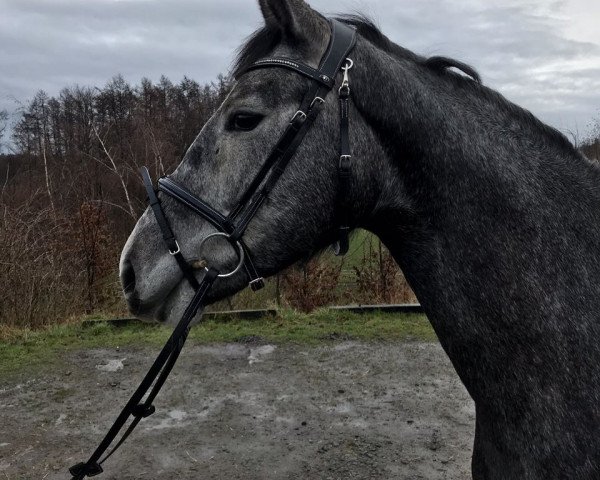 jumper Chrystelle M (Hanoverian, 2015, from Cristallo I)