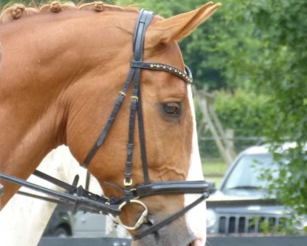 dressage horse Romeo 733 (Westphalian, 2005, from Rüter)