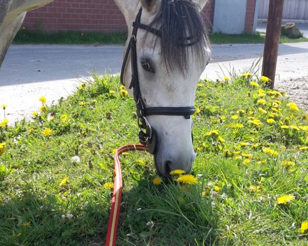 horse Captain Morgan (German Riding Pony, 2012, from Cassini)