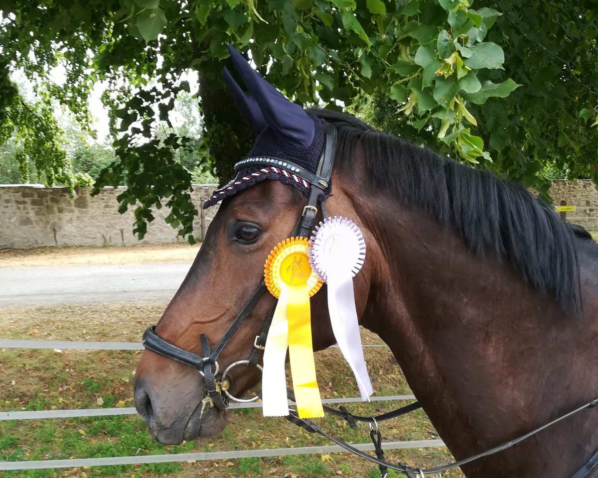 Stallion Dree Böken's Diarados (Hanoverian, 2009, from Diarado)