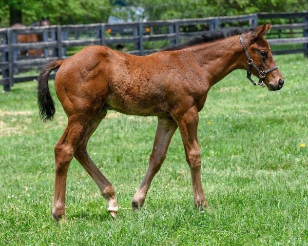 Pferd Hengst von California Chrome xx (Englisches Vollblut, 2018, von California Chrome xx)