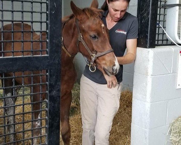 Pferd Stute von California Chrome xx (Englisches Vollblut, 2018, von California Chrome xx)