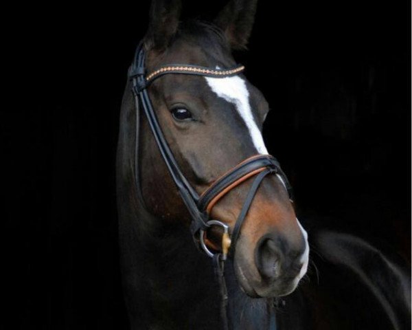 horse Sirtaki 18 (Oldenburg, 2010, from San Amour I)