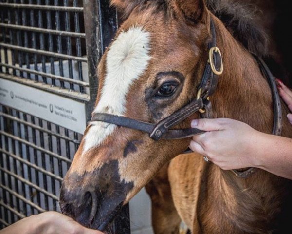 horse Hengst von California Chrome xx (Thoroughbred, 2018, from California Chrome xx)