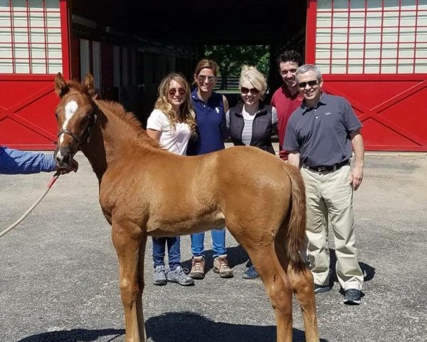 horse Hengst von California Chrome xx (Thoroughbred, 2018, from California Chrome xx)