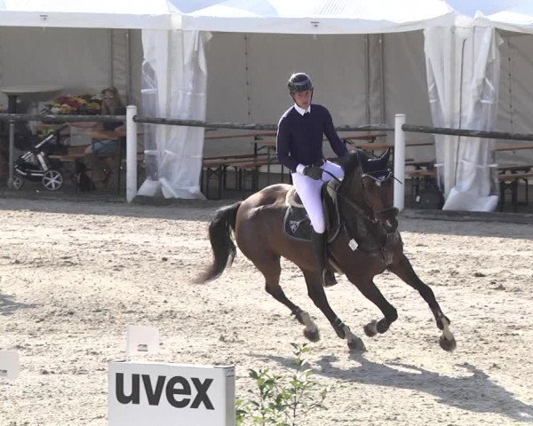 Reitturnier Illertissen 2017
