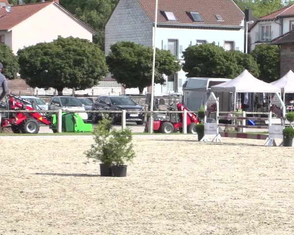 Reitturnier Zweibrücken 2017