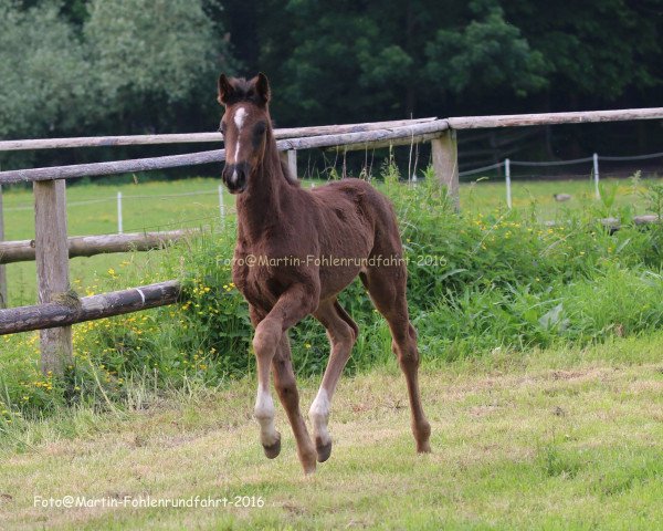Pferd Dioline (Hannoveraner, 2016, von Dancing World)