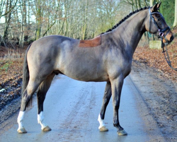Dressurpferd Carlo vom Klint (Holsteiner, 2014, von Canstakko)