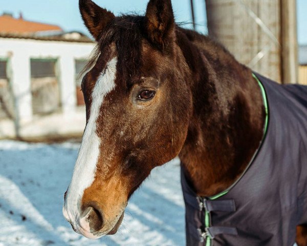 horse Mohikan 2 (German Riding Pony, 1991, from Merlin) horse Mohikan 2 (German Riding Pony, 1991, from Merlin)