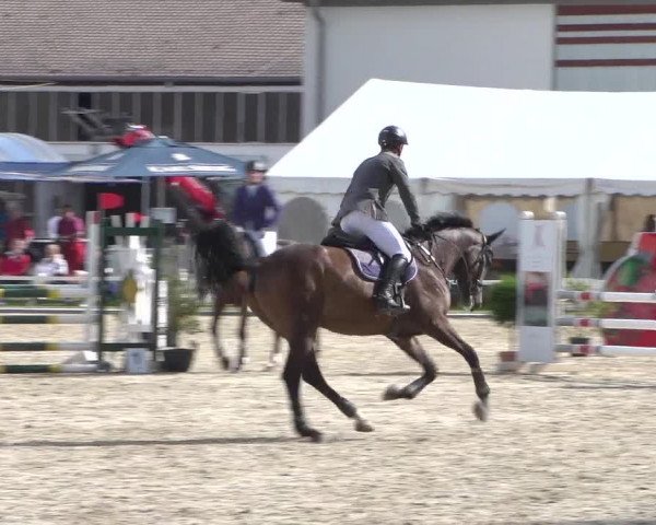 Reitturnier Zweibrücken 2017