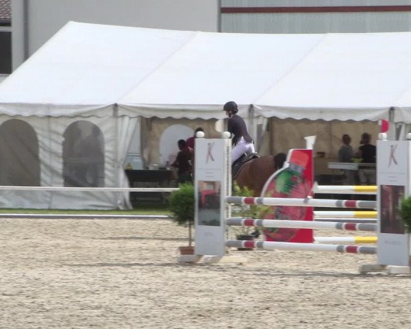 Reitturnier Zweibrücken 2017