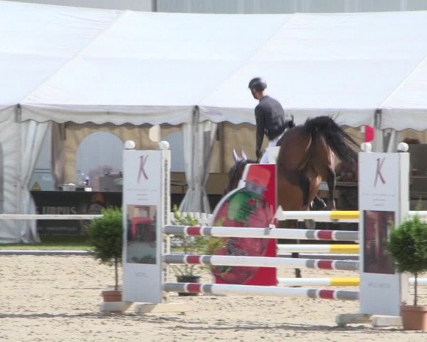 Reitturnier Zweibrücken 2017