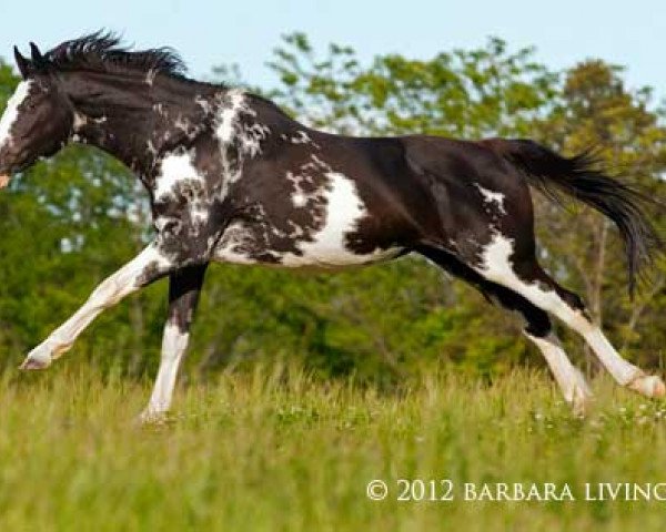 broodmare Painting Shadows xx (Thoroughbred, 2004, from Airdrie Apache xx)