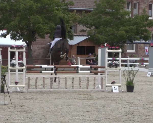 Reitturnier Zweibrücken 2017