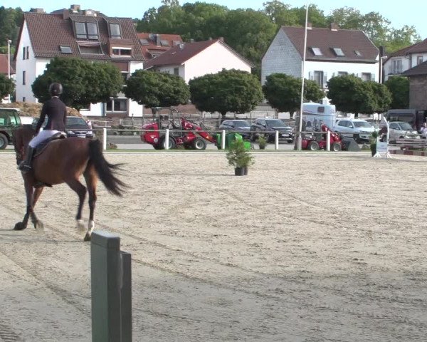 Reitturnier Zweibrücken 2017