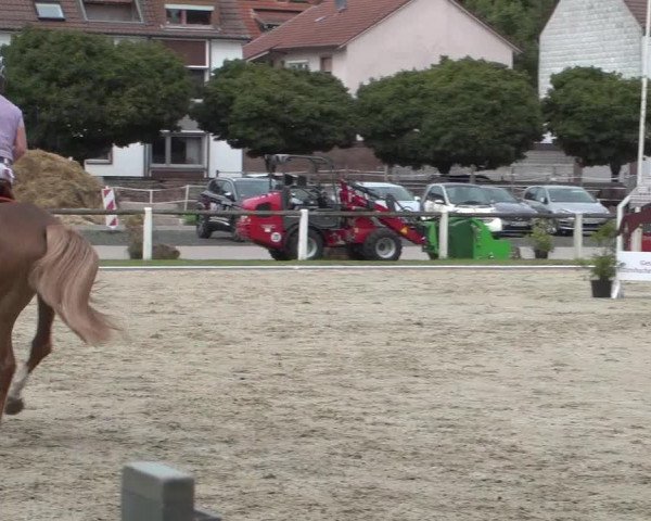 Reitturnier Zweibrücken 2017