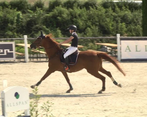 Reitturnier Illertissen 2017