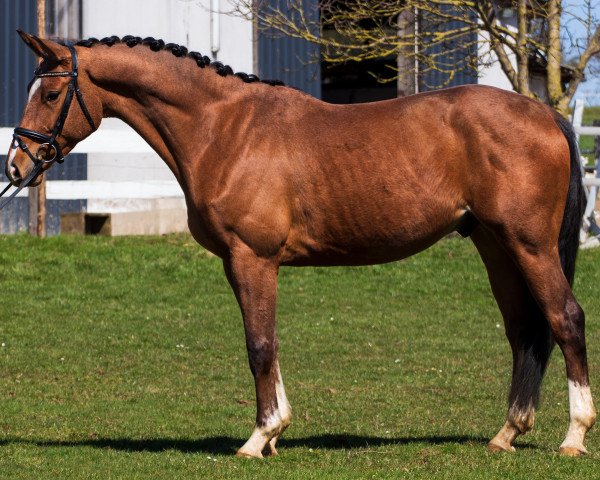 dressage horse Maifeuer 7 (Trakehner, 2014, from Rheinklang)