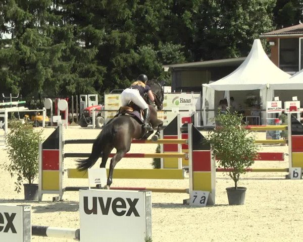 Reitturnier Illertissen 2017