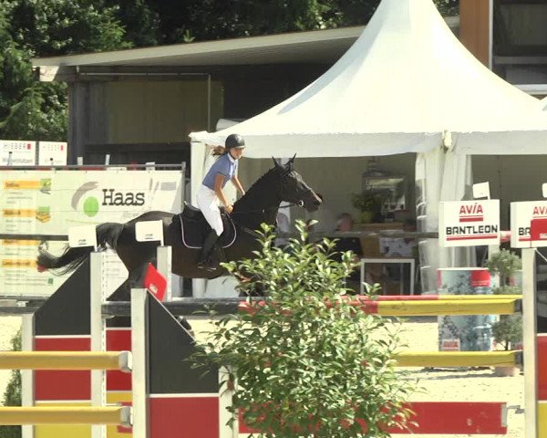 Reitturnier Illertissen 2017