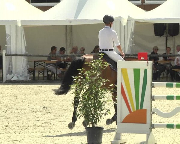 Reitturnier Illertissen 2017