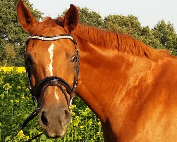 broodmare Wolkenspiel (Hanoverian, 2002, from Waterford)