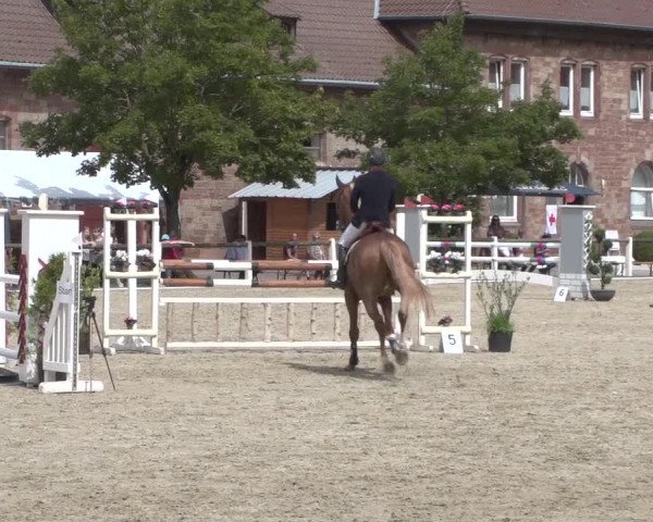 Reitturnier Zweibrücken 2017