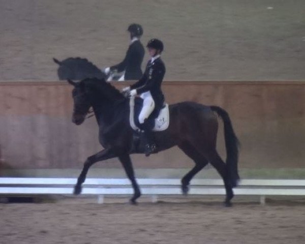 dressage horse DSP Fierro (German Sport Horse, 2010, from Fürst Wettin)