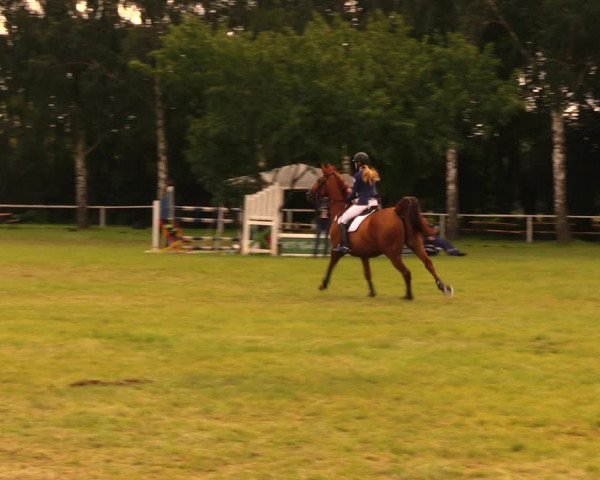 Reitturnier Berlin-Malchow 2017