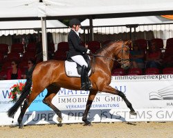 dressage horse Darlingboy (Oldenburg, 2013, from Don Darling)