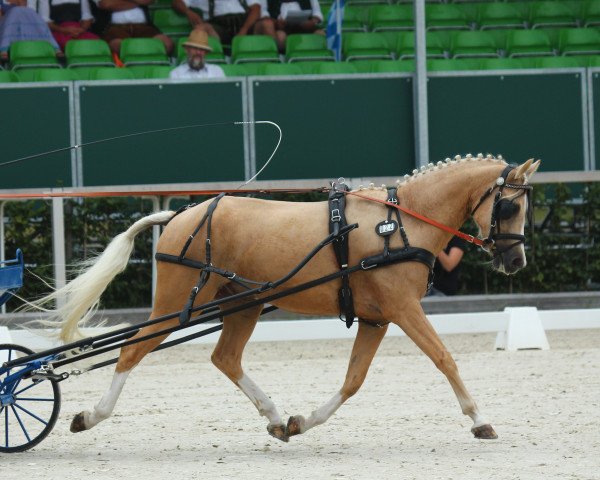 Pferd Golden Brandy (Deutsches Reitpony, 2010, von Gold of Capri)