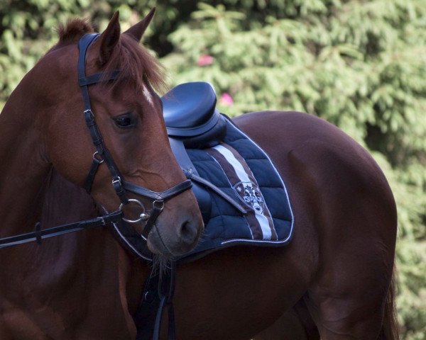 horse Casanova (German Riding Pony, 2014, from Can Dance 3)