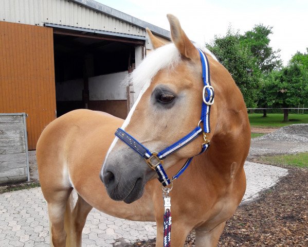 broodmare Leonora (Haflinger, 1998, from Moik (6,25% ox))