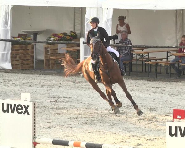 Reitturnier Illertissen 2017