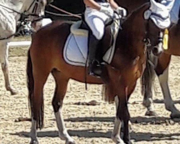 dressage horse Dajas Isana (Welsh mountain pony (SEK.A), 2012, from Blaenau Denver)