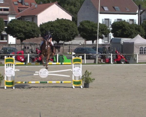 Reitturnier Zweibrücken 2017