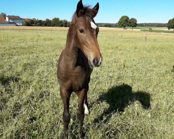 stallion Zorro (German Riding Pony, 2018, from Grisu N)